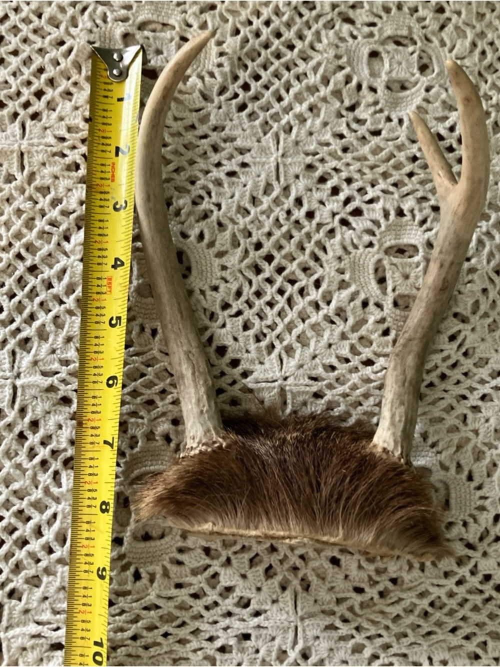 3 Point Real Whitetail Deer Antlers And Scull Cap Taxidermy Crafts More - Picture 4 of 7